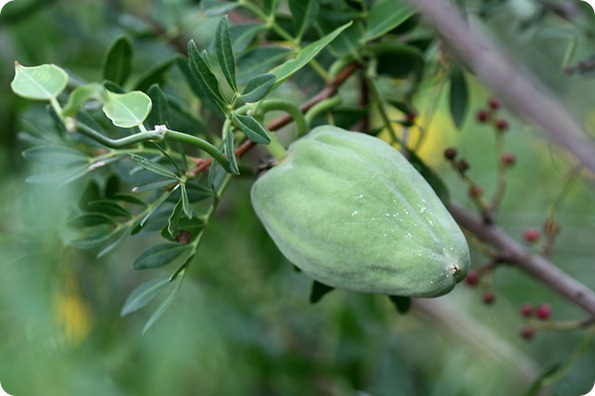 Il frutto del bosco è di Araujia sericofera